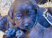 Chocolate Labradors