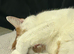 **RESERVED*** 2 year old male cat