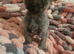 Maine coon polydactyl kittens