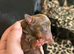 8 Adorable Sausage Pups Ready for Their Forever Homes