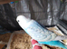 Beautiful baby budgies