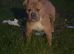 English Bulldog × Boxer