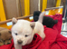 Chow chow puppies for sale