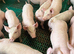 piglets For sale