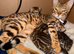 Stunning TICA registered Bengals