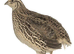 Japanese  quail
