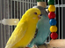 Lutino baby budgie