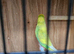 Bonded Budgie Pair For Sale