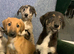 Ready now - Blue Merle Collie X Lurcher puppies