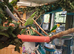 Quaker parrot young lo