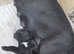 Cane corso pupy