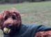 Cockapoo miniature