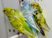 Helicopter budgies (hagoromo) for sale