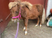 Miniature Shetland filly