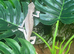 Sambava Panther Chameleon at Birmingham Reptiles