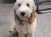 6 month cockapoo marley