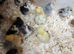 Pekin bantam 3 week olds