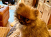 Female sable Pomeranian puppy