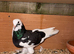Pigeons for sale