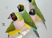 Female Gouldian finches for sale