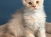 Stunning TICA Registered Maine Coon Kittens