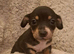Jackchi x dachshund puppies