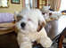 Cute Lhasa Apso Boy Puppy