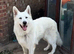 WORLD CHAMPION BLOODLINES KC WHITE SWISS SHEPHERD PUPPIES