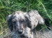 cocker spaniel puppy