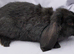 Cute & Loving French x Mini Lop Males Ready!!!