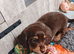Exceptional tiny miniature dachshunds puppies
