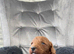 KC EXTENSIVELY HEALTH TESTED RED POODLEs