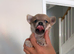 Miniature chihuahuas *1 boy left*