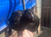 Young Black copper marans