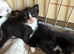 7 beautiful kittens Essex
