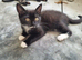 2 kittens left ready now