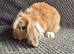 Mini Lion Lop Bunnies