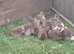 Fawn Indian Runner Ducklings