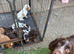 Sprocker puppies litter of 9 5 girls 4 boys