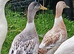 Silver Appleyard Ducklings