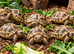 TORTOISES