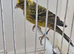 BEAUTIFUL GOLD LIZARD CANARY
