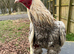 Aseel rooster
