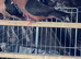 Breeding pair of Archangel pigeons