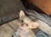 Chihuahua boy puppies