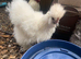 Silkie cockerels