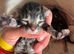 Beautiful Bengal X kittens