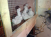 4 Golden Brahma chicks for sale 5 weeks old £20 for the 4