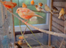 Colour canaries for sale