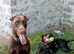 Dobermann stud kc registered.